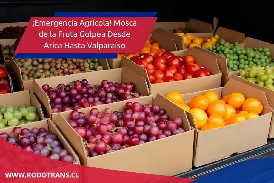 ¡Emergencia Agrícola! Mosca de la Fruta Golpea Desde Arica Hasta Valparaíso